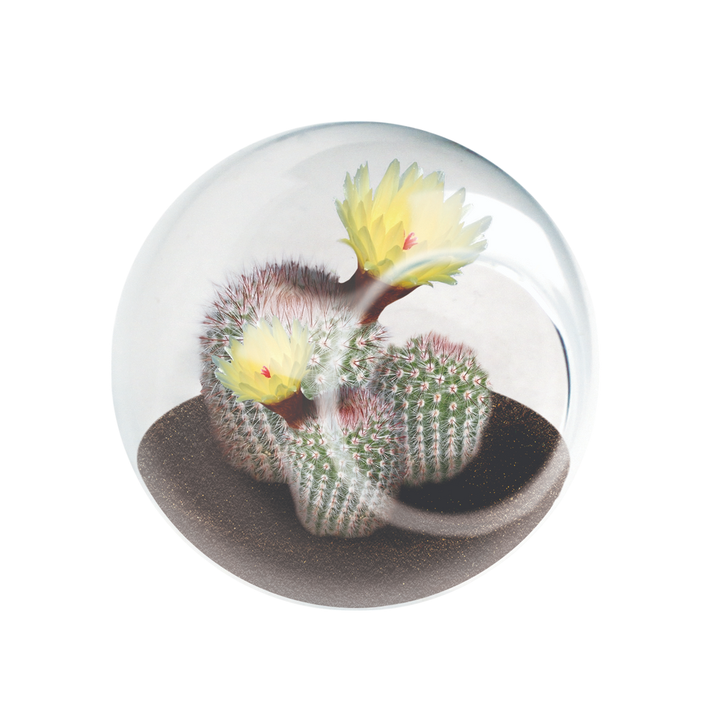 Flowering Cacti Tiny Terrariums Bundle - 2 each of 3 Varieties