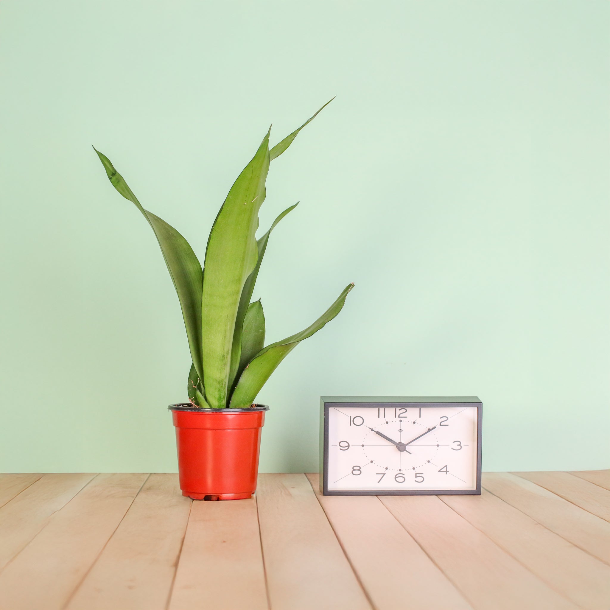 Silver Moonshine Sansevieria Snake Plant-Rare