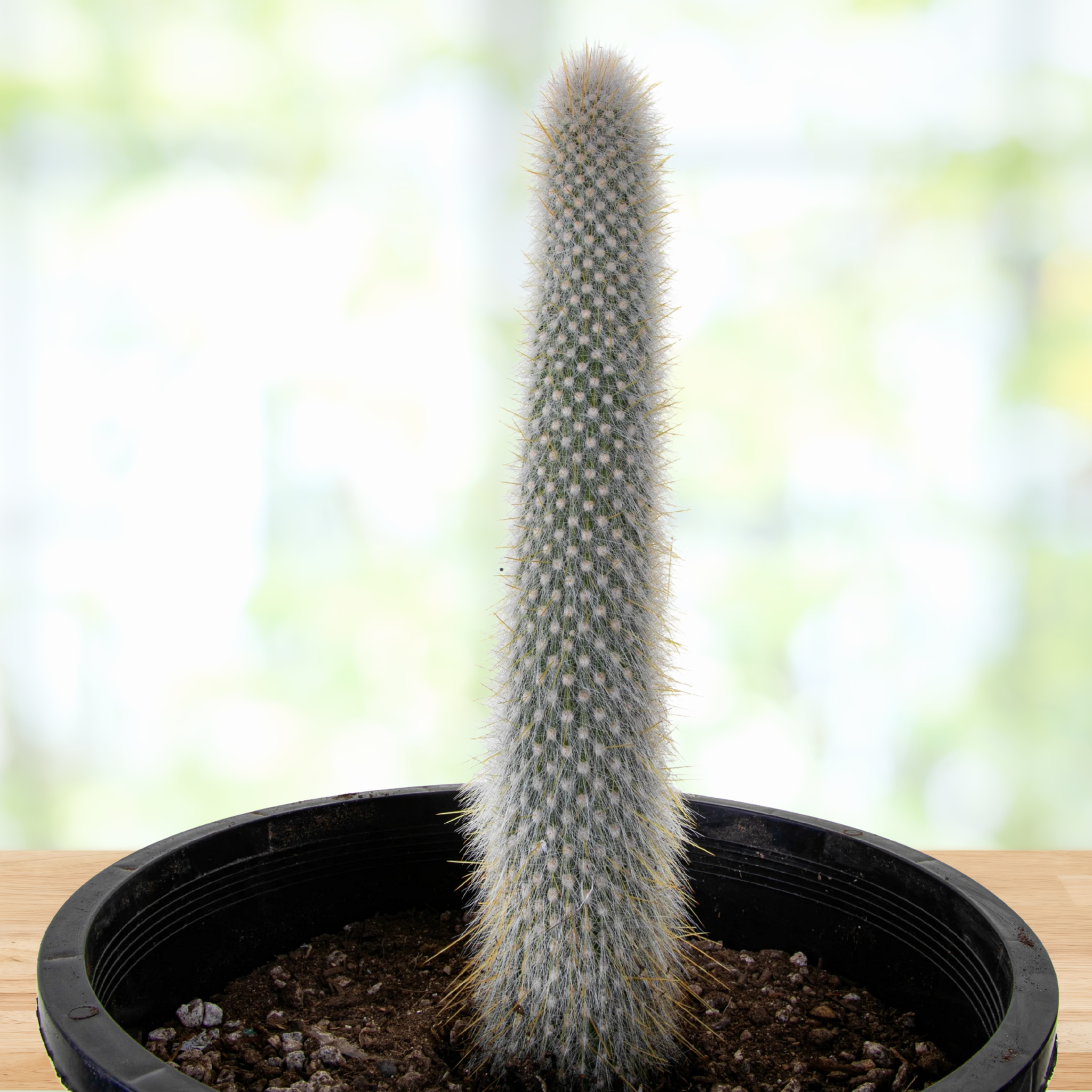 Silver Torch Cactus