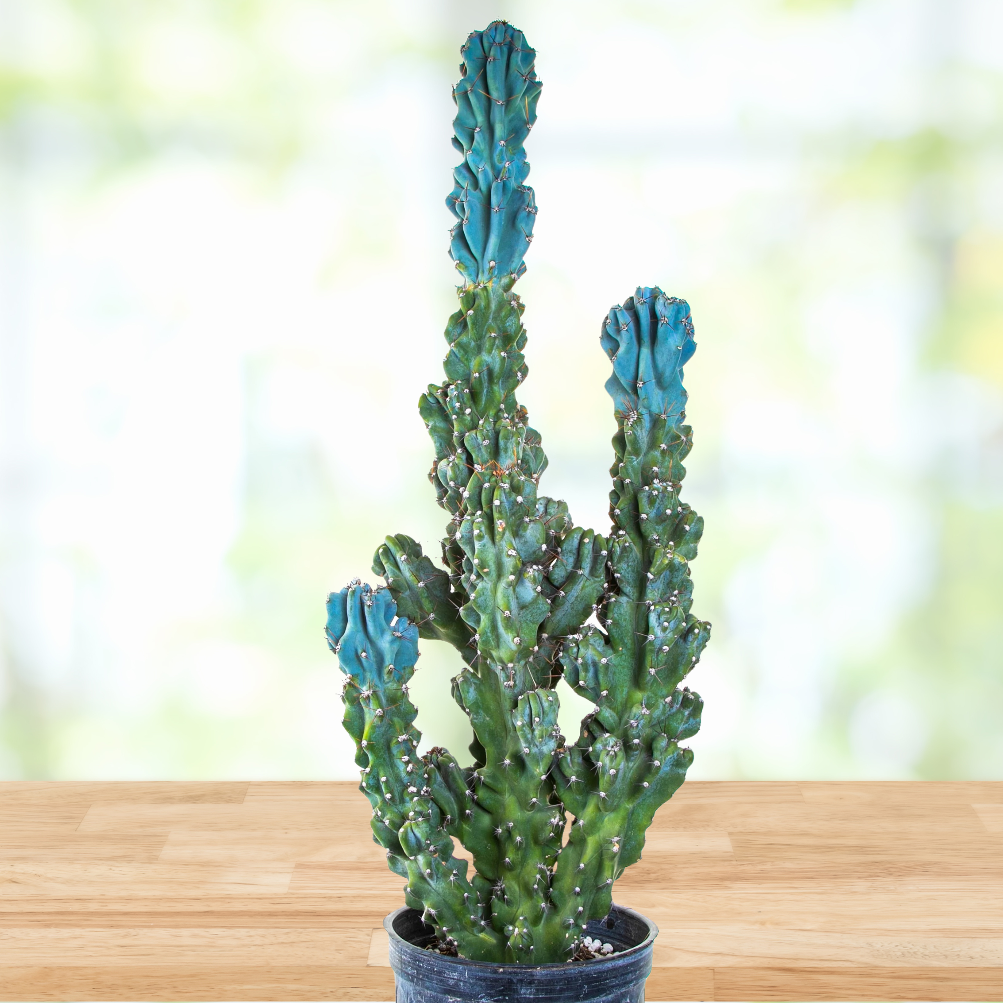 Curiosity Cactus