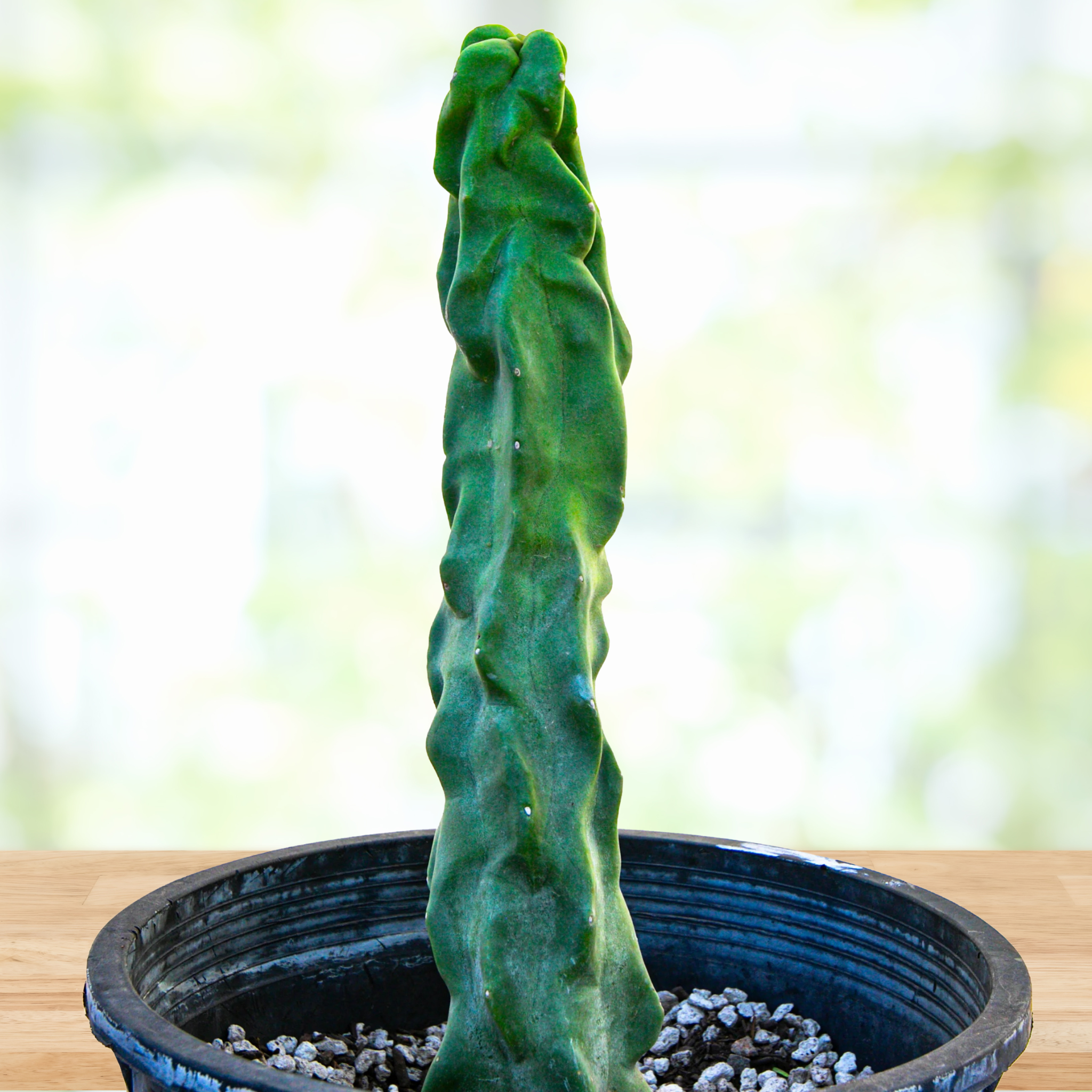 Totem Pole 'Minor'