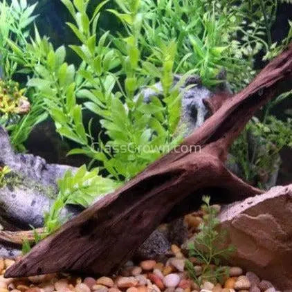 Malaysian Driftwood Small (5-7")