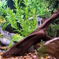 Malaysian Driftwood Small (5-7")