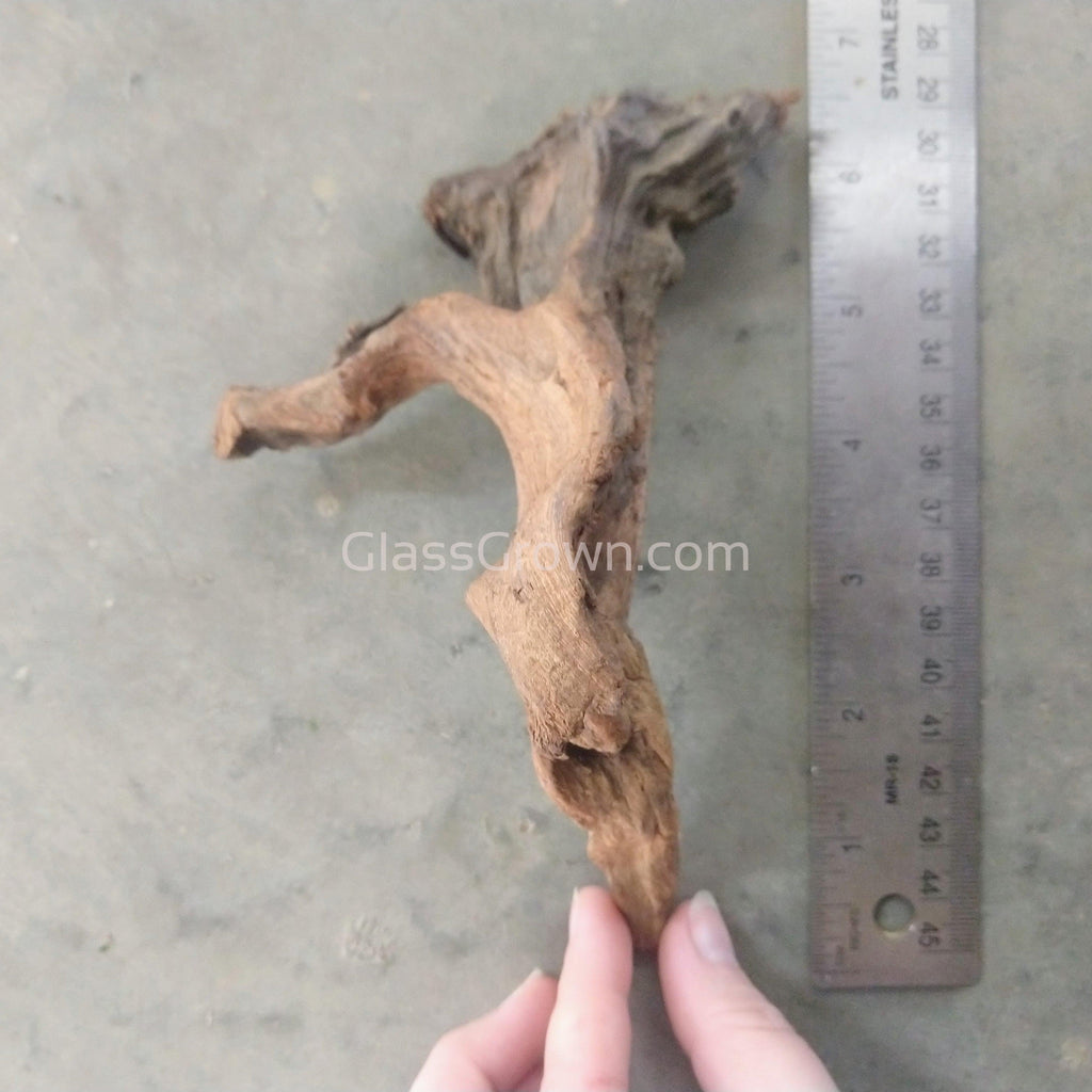 Pacific Driftwood Medium (6"+)