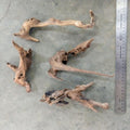 Pacific Driftwood Small (3-6")