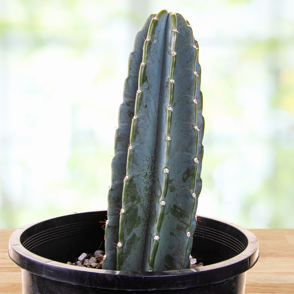 Peruvian Apple Cactus