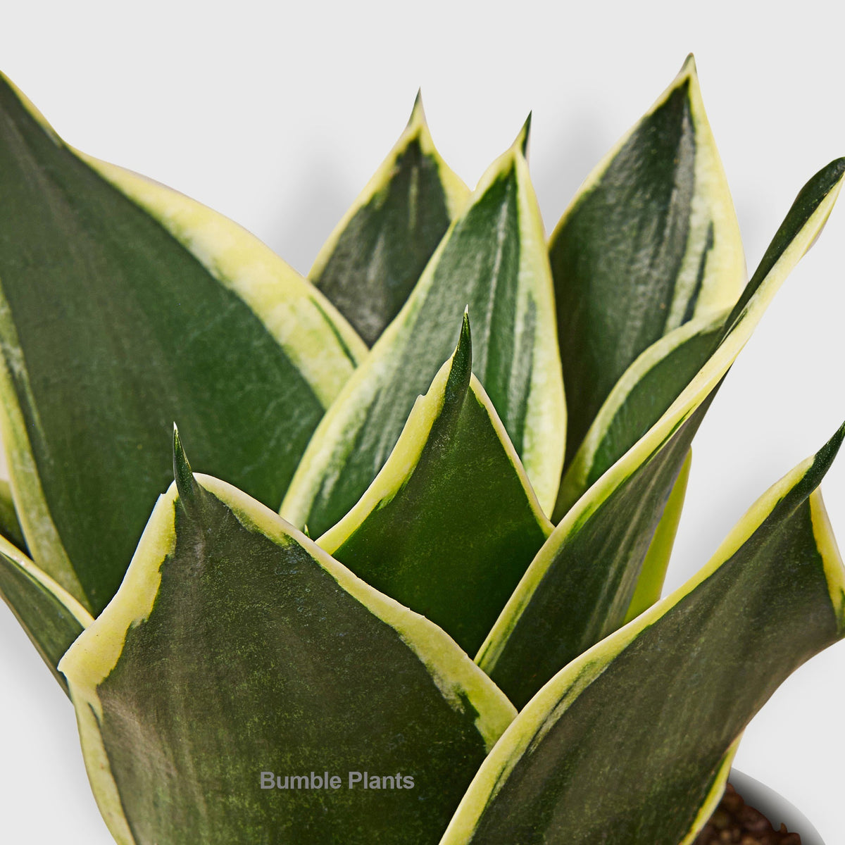 Snake Plant Black Gold