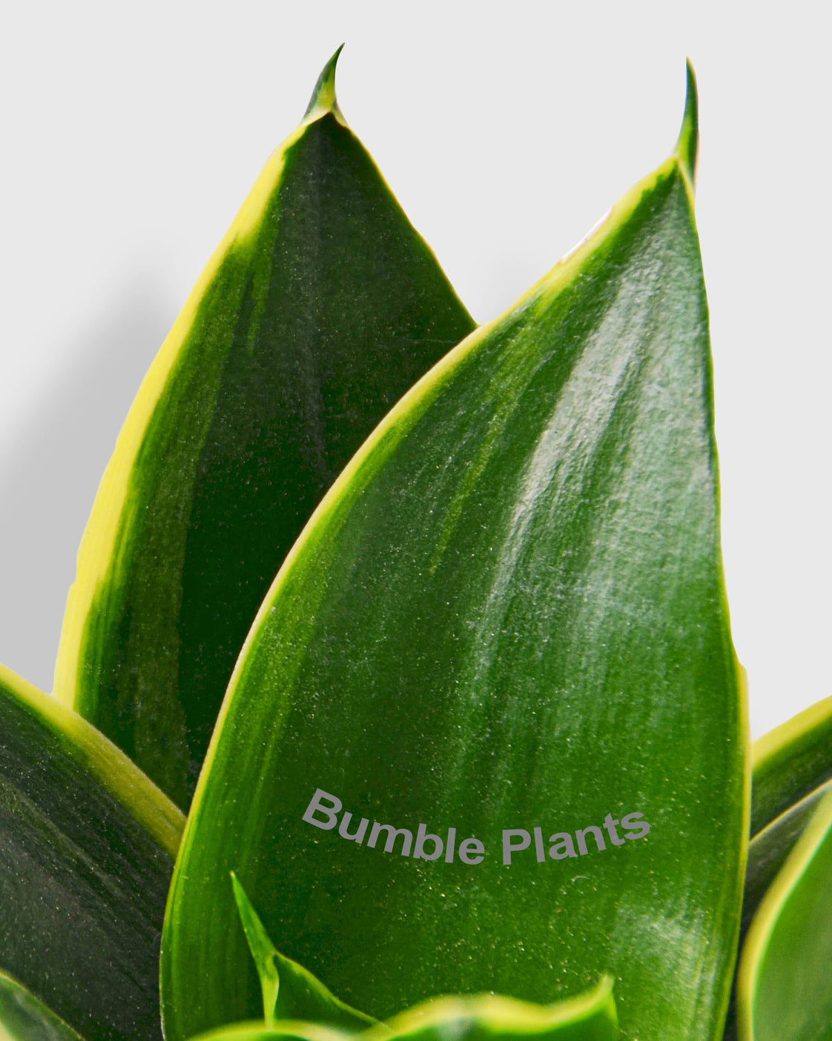 Sansevieria Trifasciata Emerald Star Snake Plant