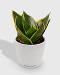 Sansevieria Trifasciata Emerald Star Snake Plant
