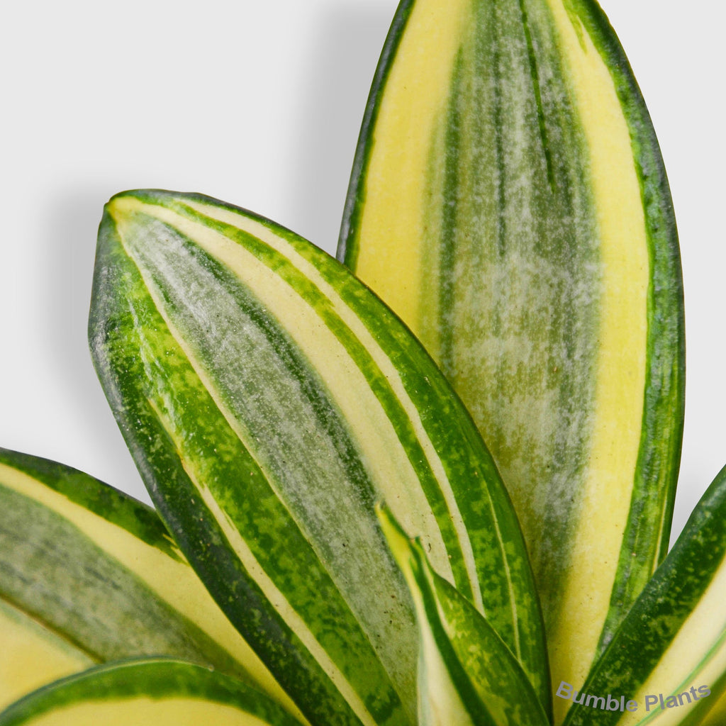 Sansevieria Trifasciata Gold Hahnii Snake Plant