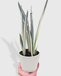 Sansevieria Bantel's Sensation
