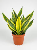 Snake 'Gold Flame'