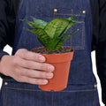 Sansevieria Trifasciata Black Robusta Snake Plant