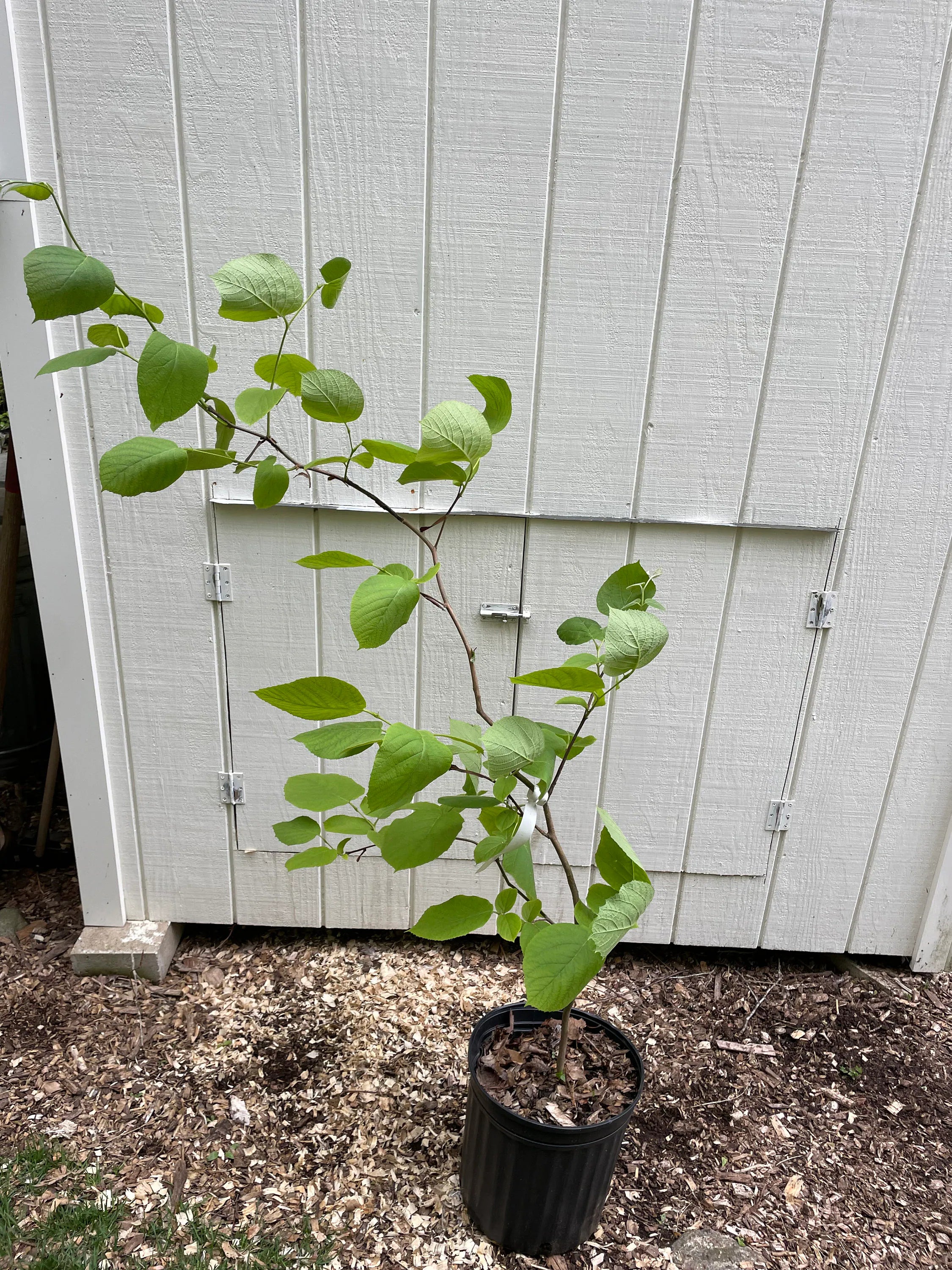 Fragrant Snowbell Tree Styrax obassia
