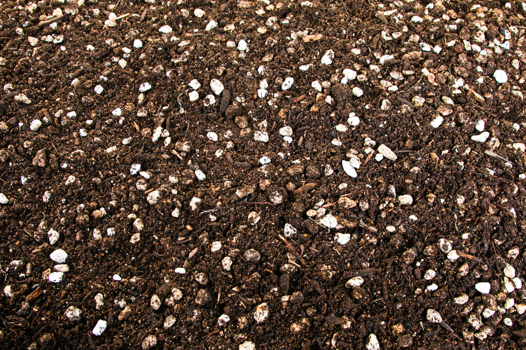 Cactus and Succulent Growers Soil