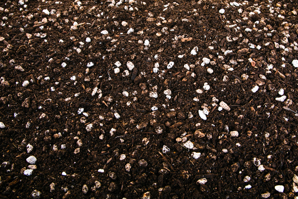 Cactus and Succulent Growers Soil