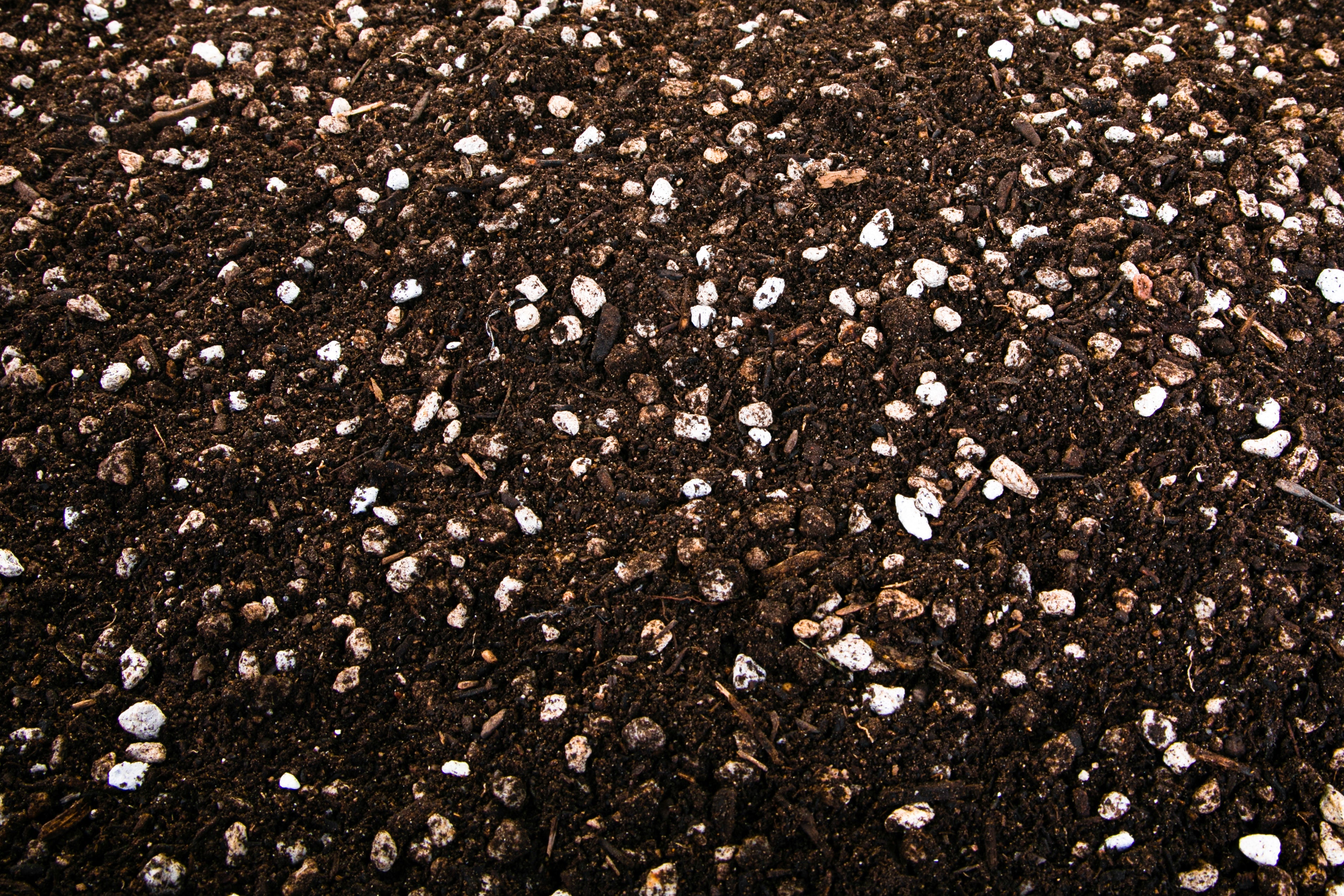 Cactus and Succulent Growers Soil