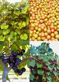 Southern Muscadine Grape Bundle: Carlos + Alachua +Southern Home'
