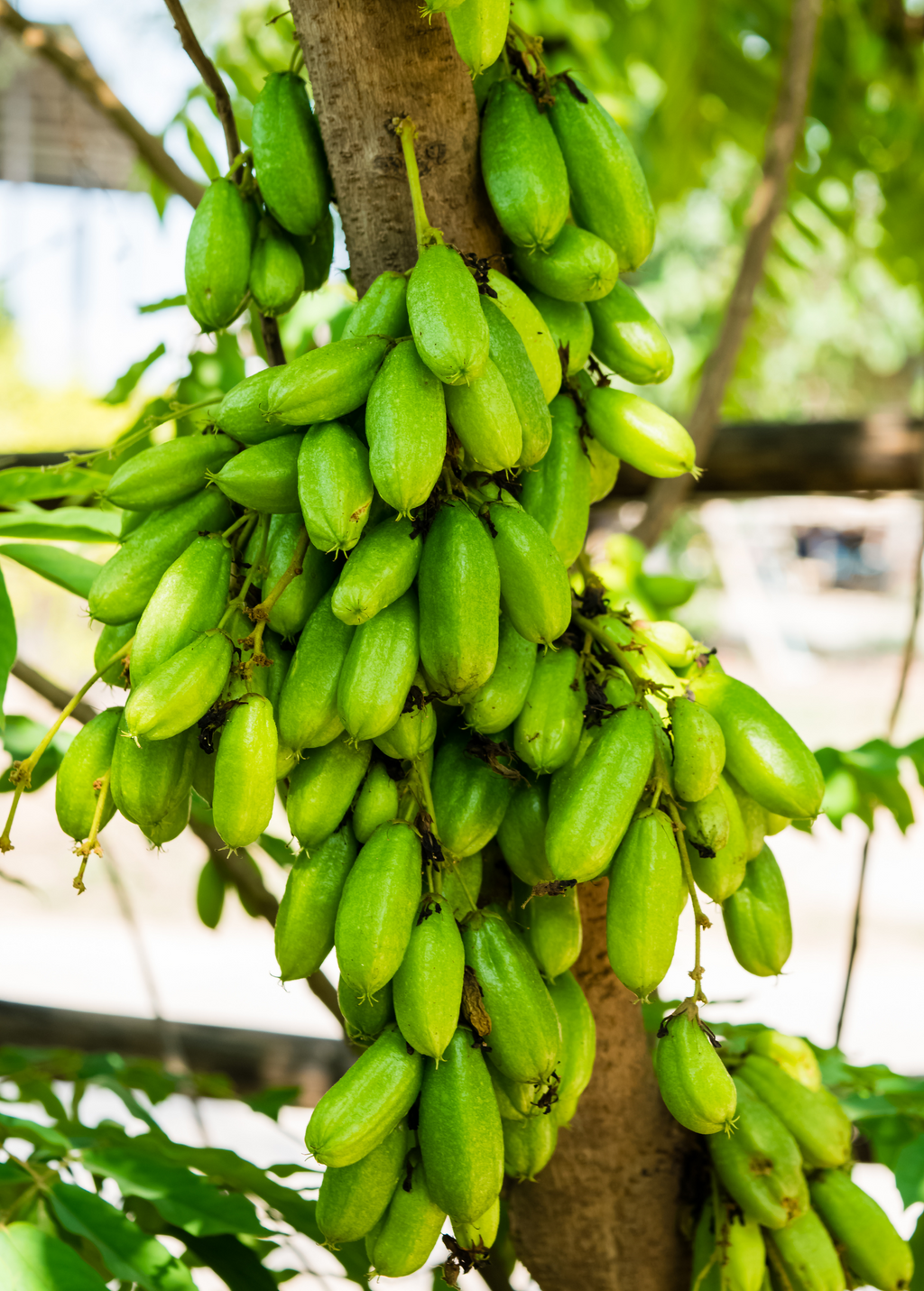 Bilimbi (Averrhoa bilimbi)