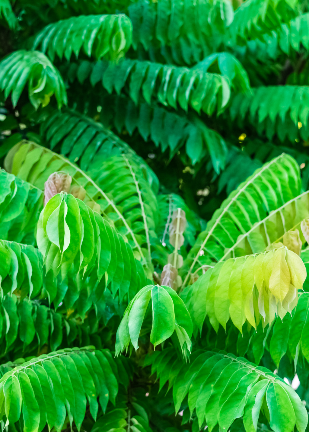 Bilimbi (Averrhoa bilimbi)