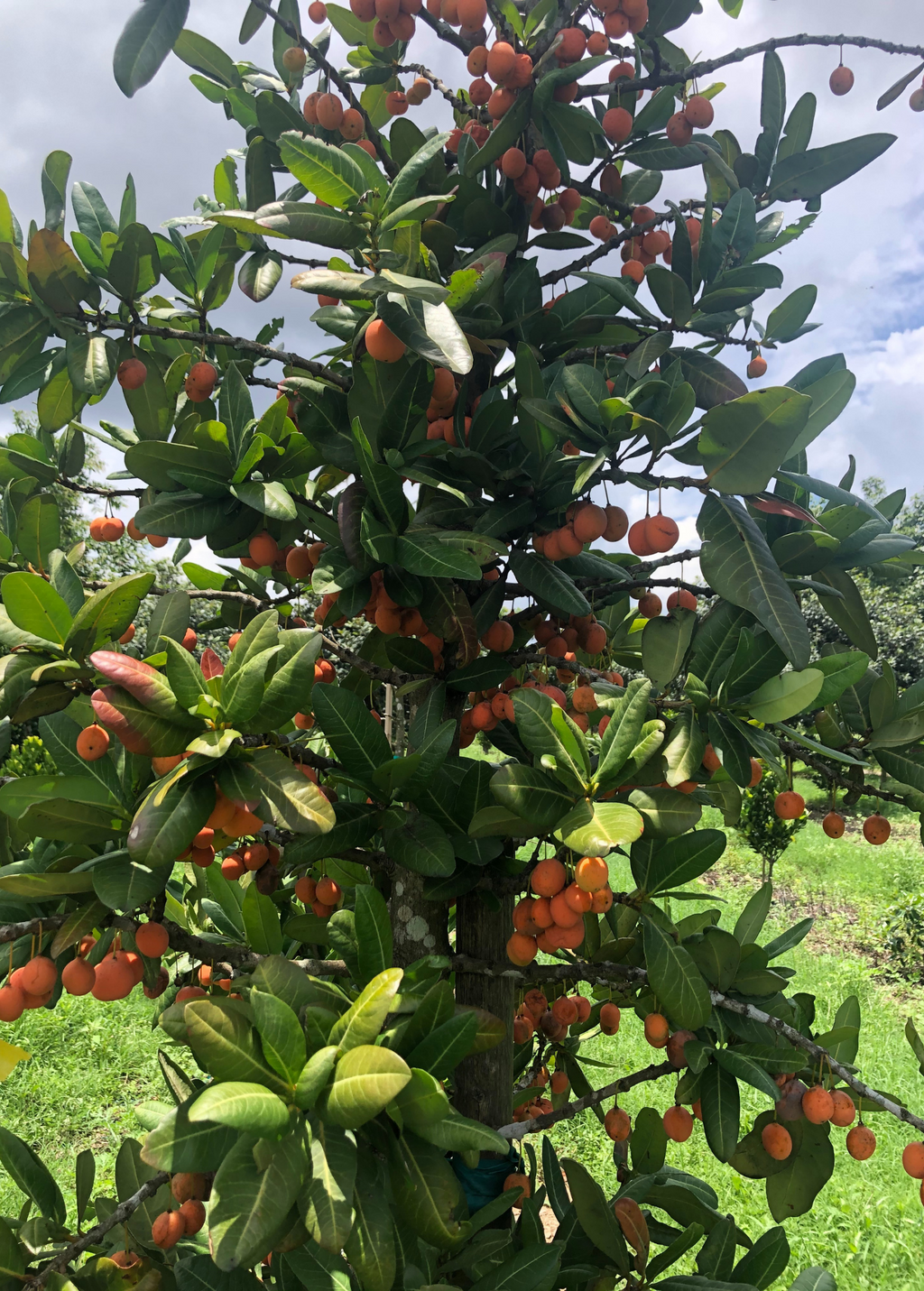 Imbe (Garcinia livingstonei)