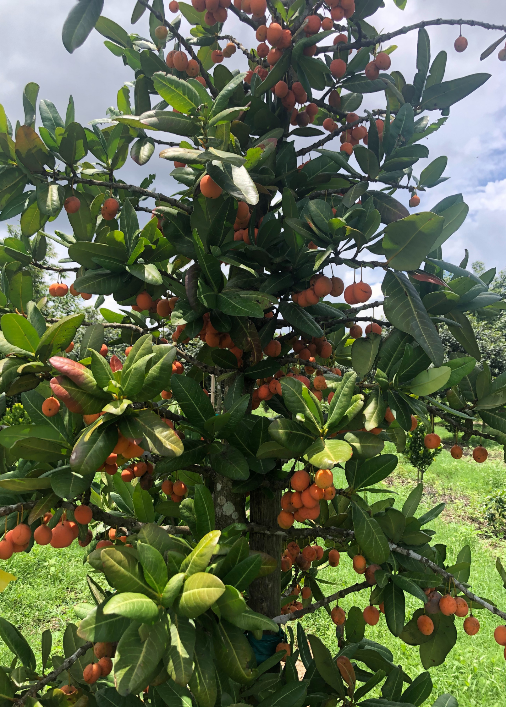 Imbe (Garcinia livingstonei)