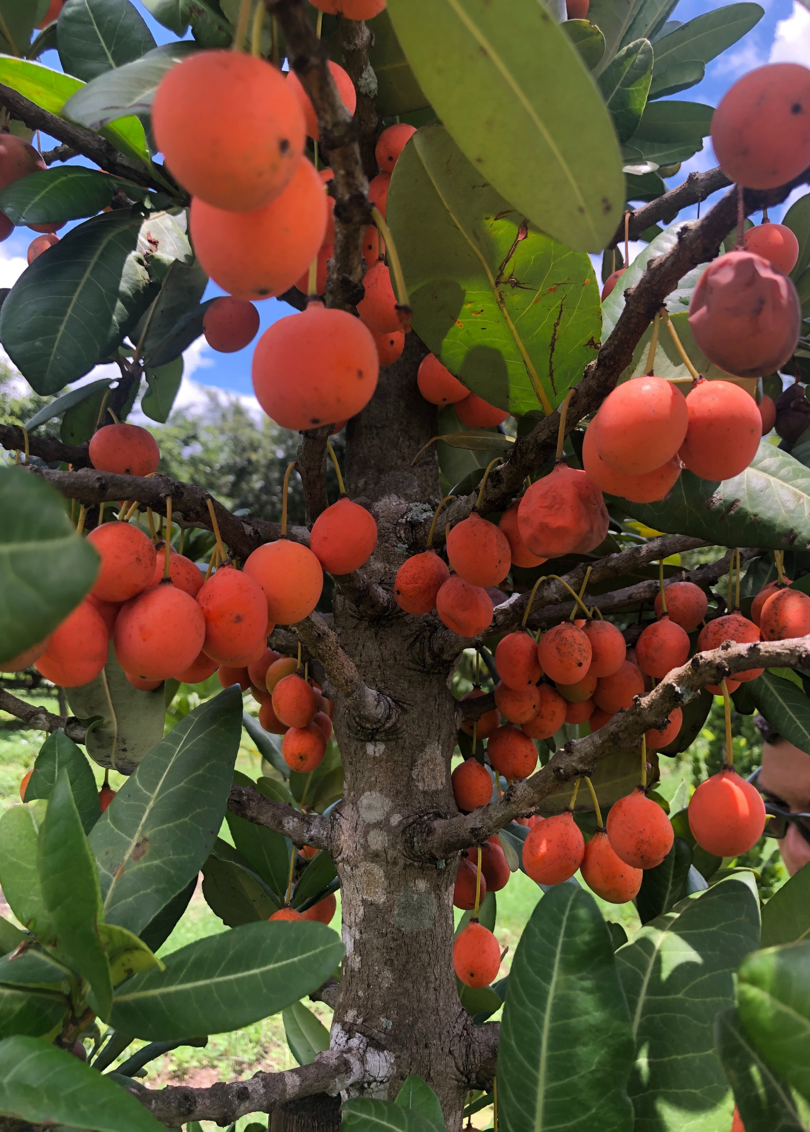 Imbe (Garcinia livingstonei)