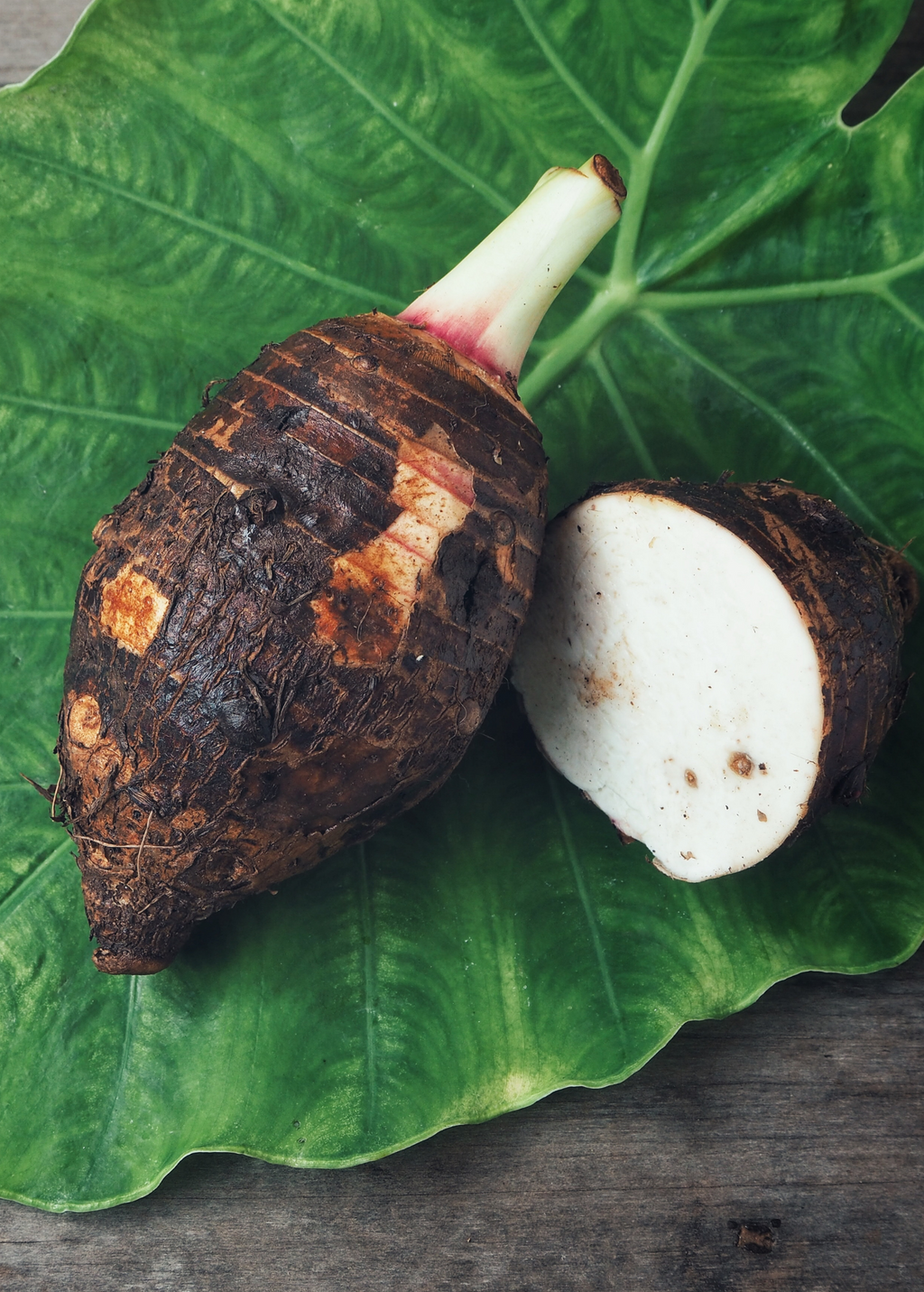 Taro 'Chinese Bun Long' (Colocasia esculenta)