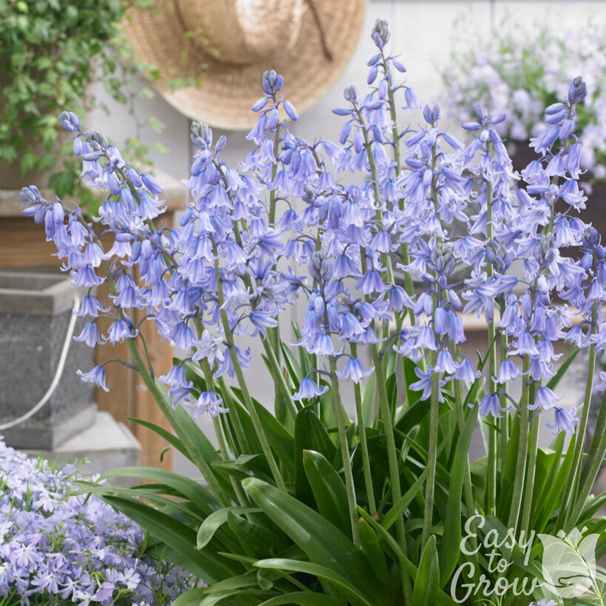 Spanish Bluebells - Hyacinthoides Blue