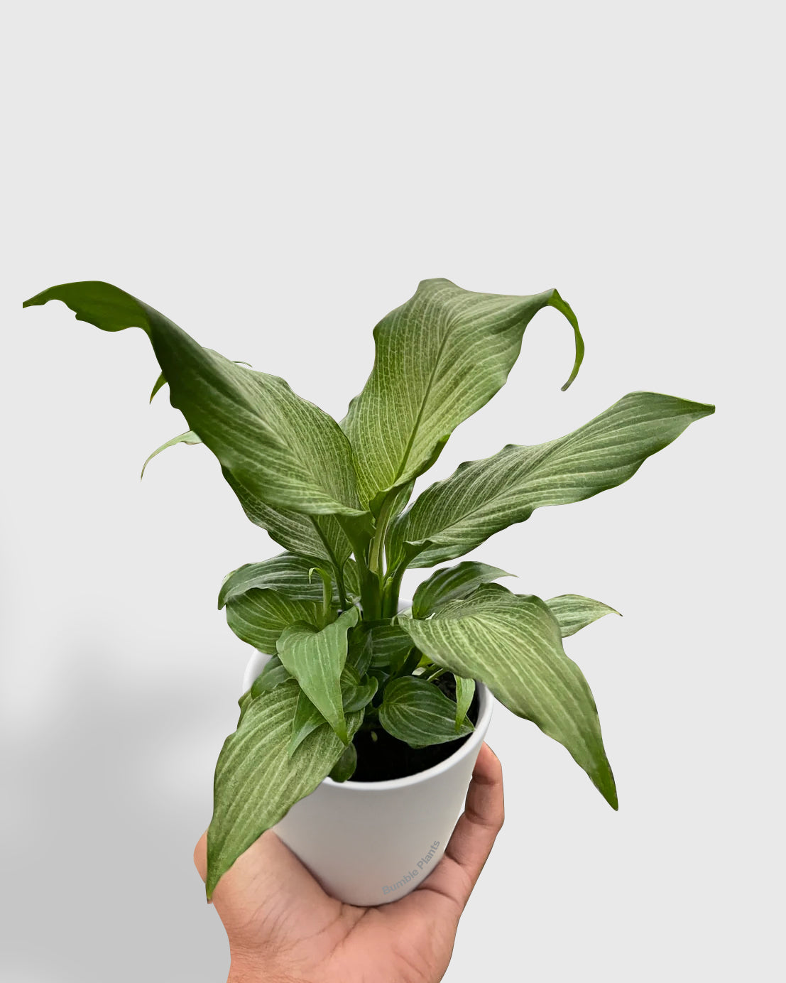 Spathiphyllum Peace Lily 'Platinum Mist'