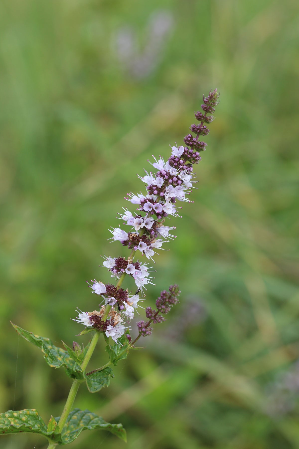 1000 Spearmint Seeds - Mentha spicata - Non-GMO Medicinal Herb and Tea