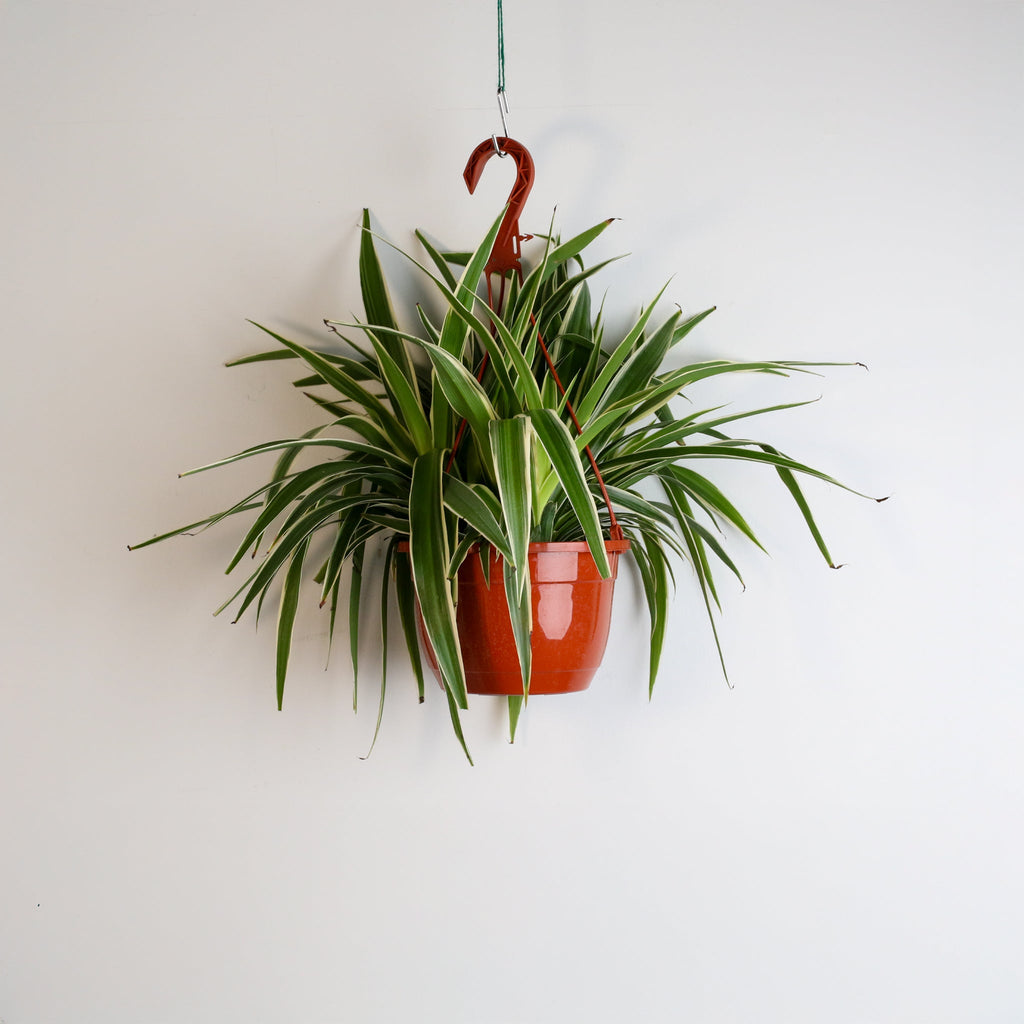 Spider Hardy Plant