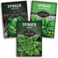 Spinach Seed Collection – 3 Heirloom Non-GMO Varieties: Viroflay, Giant Noble & Bloomsdale for Spring and Fall Gardens