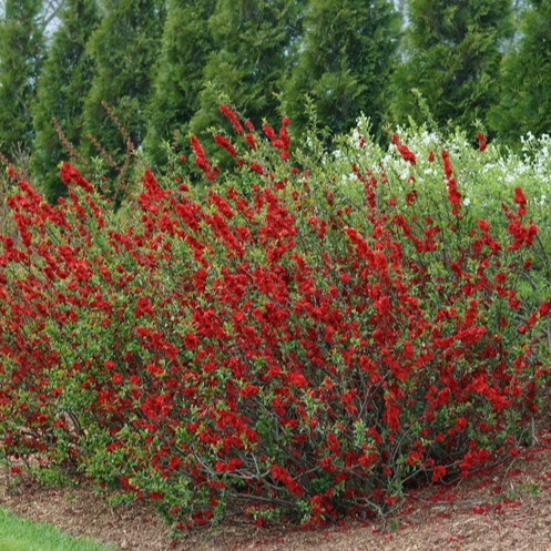 Flowering Quince 'Spitfire'