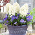 Anemone & Hyacinth - Spring Breeze Blend