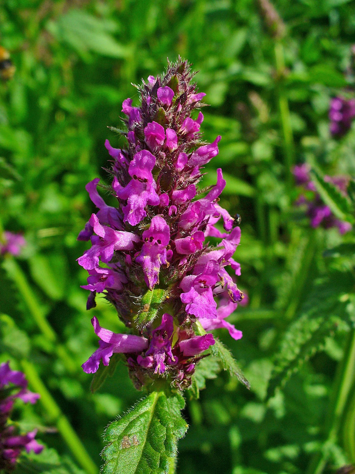Betony Seeds - Stachys officinalis Seeds - Multiple Quantities
