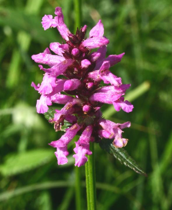 Betony Seeds - Stachys officinalis Seeds - Multiple Quantities