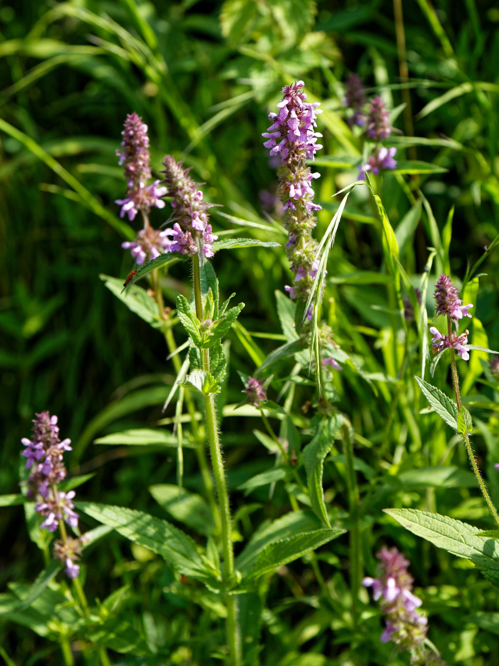 Betony Seeds - Stachys officinalis Seeds - Multiple Quantities