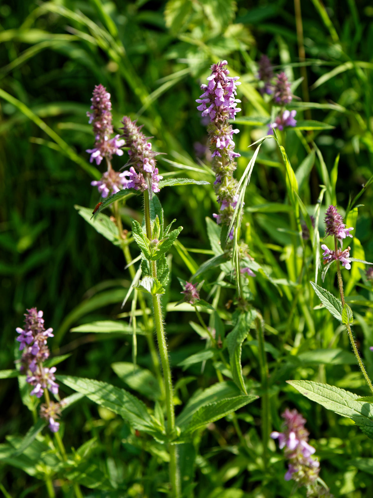 Betony Seeds - Stachys officinalis Seeds - Multiple Quantities