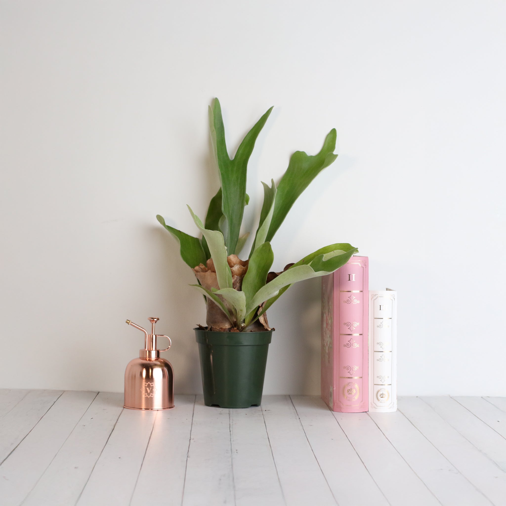 Staghorn Fern – Platycerium bifurcatum 'Elkhorn’