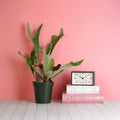 Staghorn Fern – Platycerium bifurcatum 'Elkhorn’