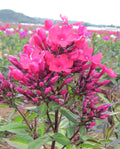 Starfire Tall Summer Phlox - 3 root divisions