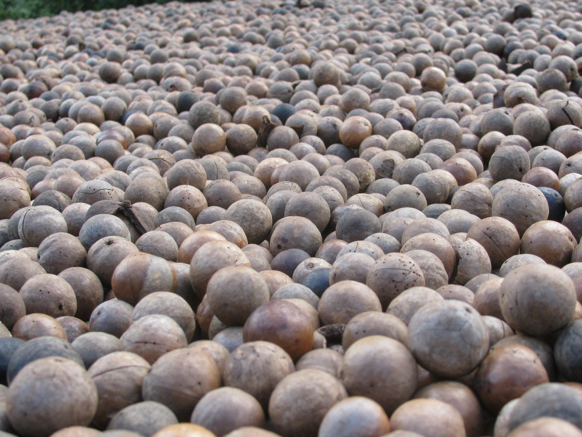 5 Macadamia Nut Seeds - Macadamia integrifolia - Non-GMO Hardy Nut Tree