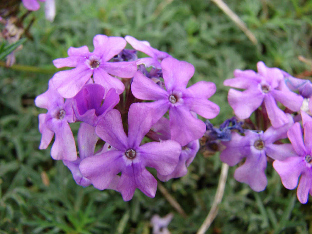 500 Moss Verbena Seeds - Verbena tenuisecta Seeds