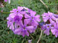 500 Moss Verbena Seeds - Verbena tenuisecta Seeds