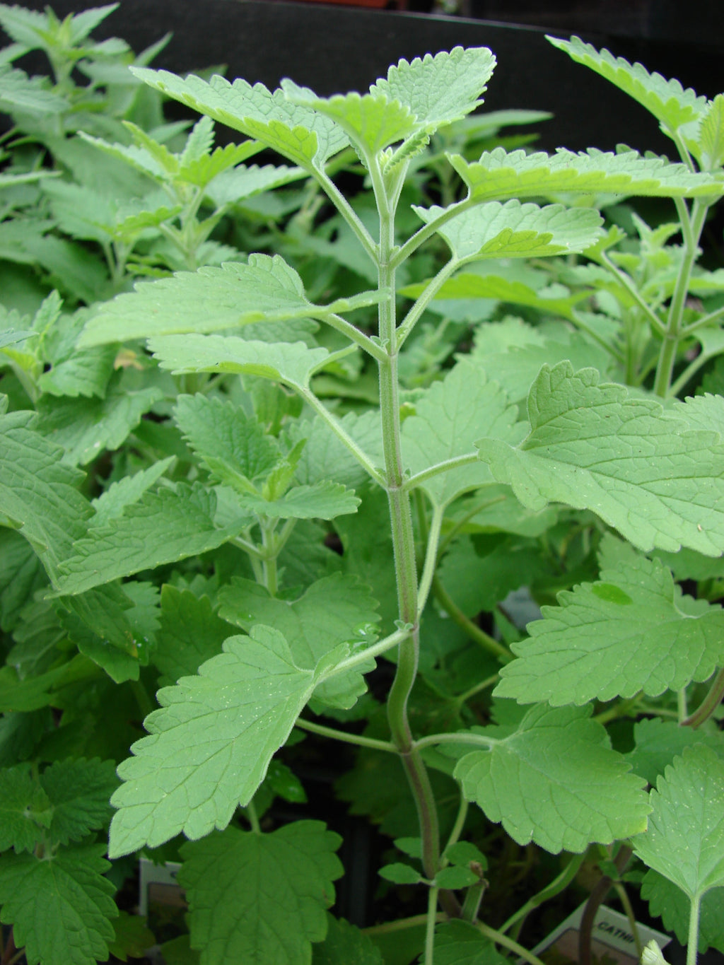 1000 Catnip Seeds - Nepeta cataria Seeds