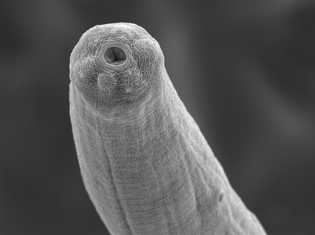 Nematodes NEMAforce SC Steinernema carpocapsae - Beneficial Insects