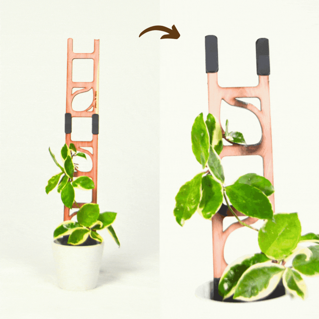 Stella - Modular ladder support – Nate's Garden Supply