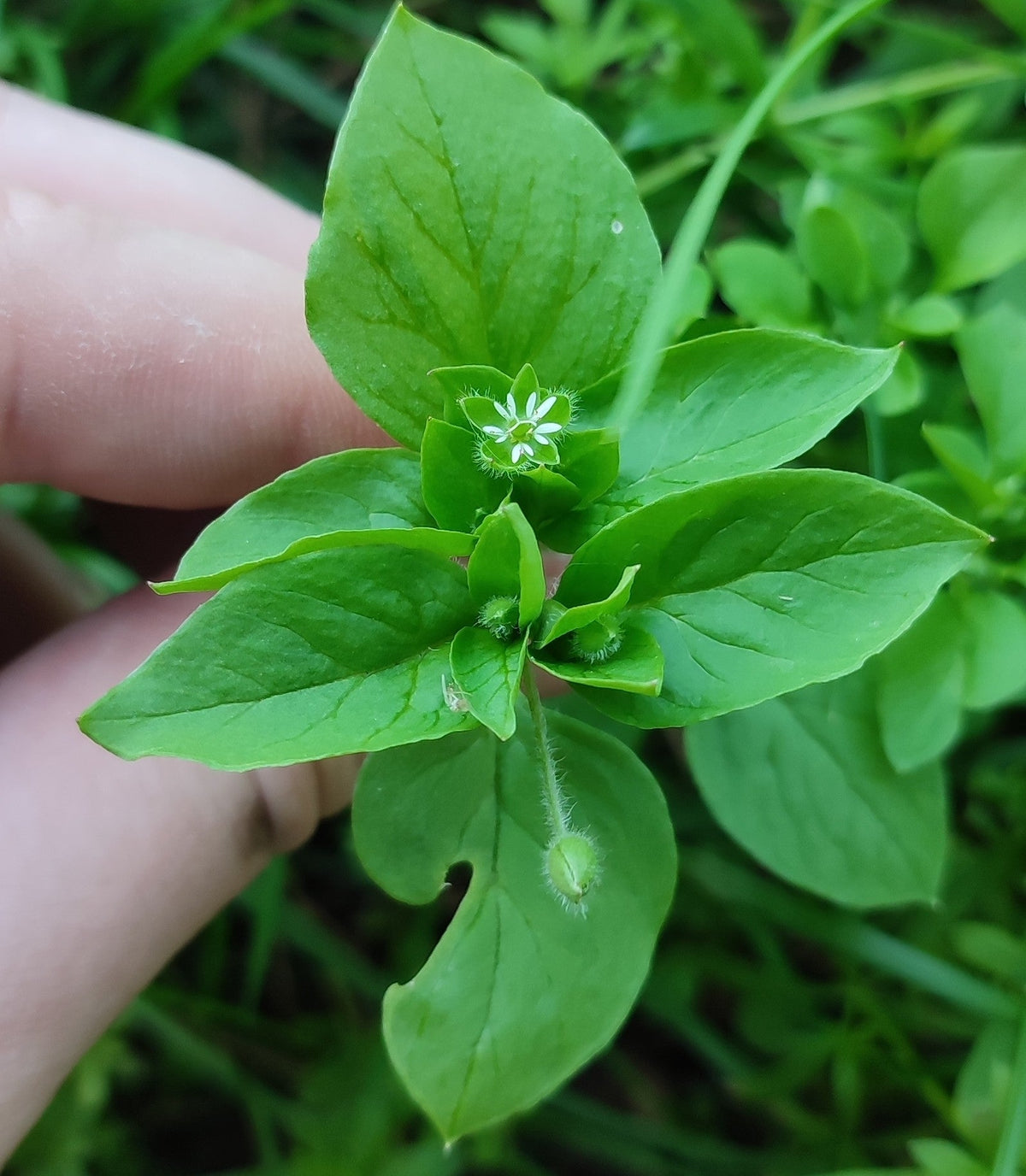 100 Chickweed Seeds - Stellaria media - Non-GMO Medicinal and Edible Plant