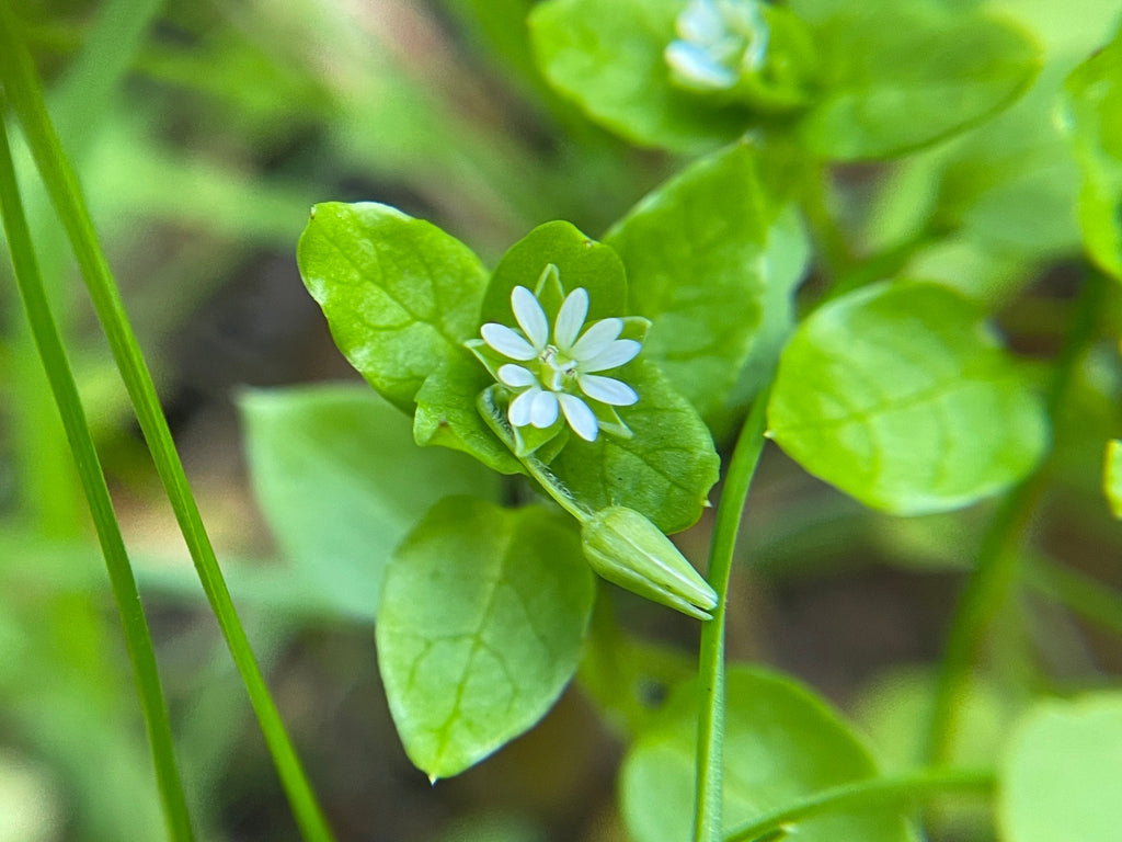 100 Chickweed Seeds - Stellaria media - Non-GMO Medicinal and Edible Plant